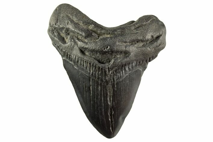 Fossil Megalodon Tooth - South Carolina #331471